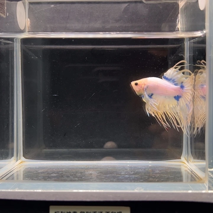 斗鱼一单包邮16日43