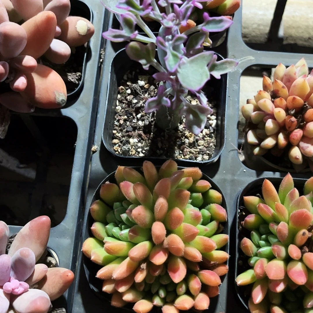 雪***新184多肉植物提取萃取剂中