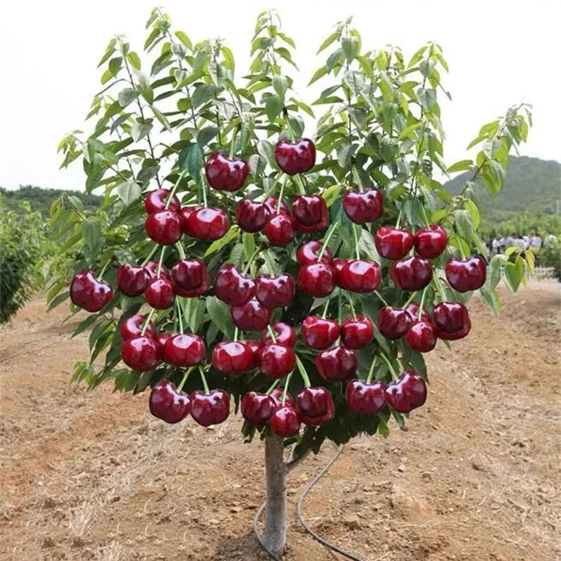 7年苗买一送一车厘子树苗樱桃树苗南北方种植盆栽庭院樱桃树苗