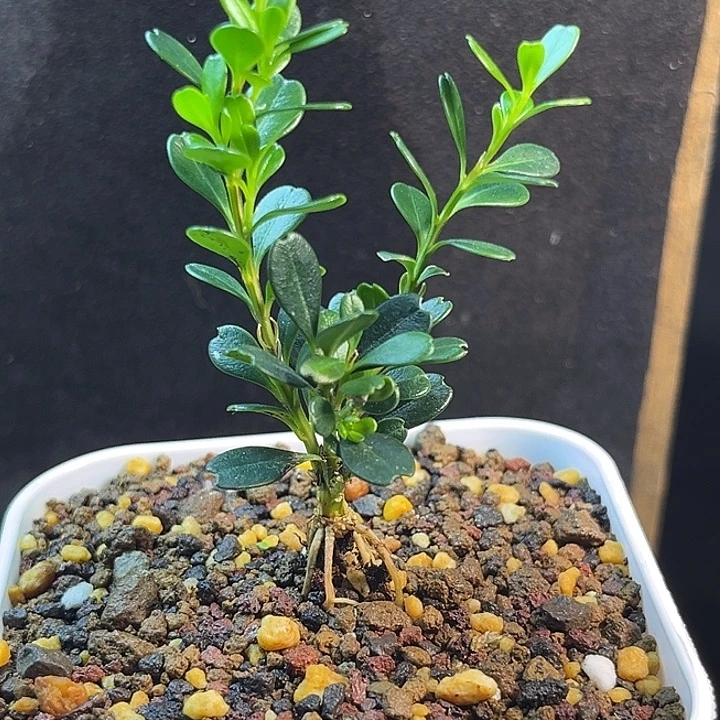 成***无花朵凤米黄杨一物一拍