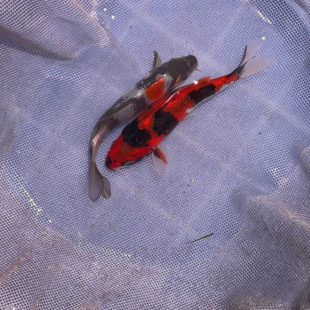 锦鲤精品锦鲤大放漏