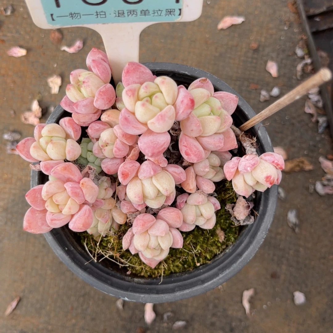 云尘多肉一物一拍1604