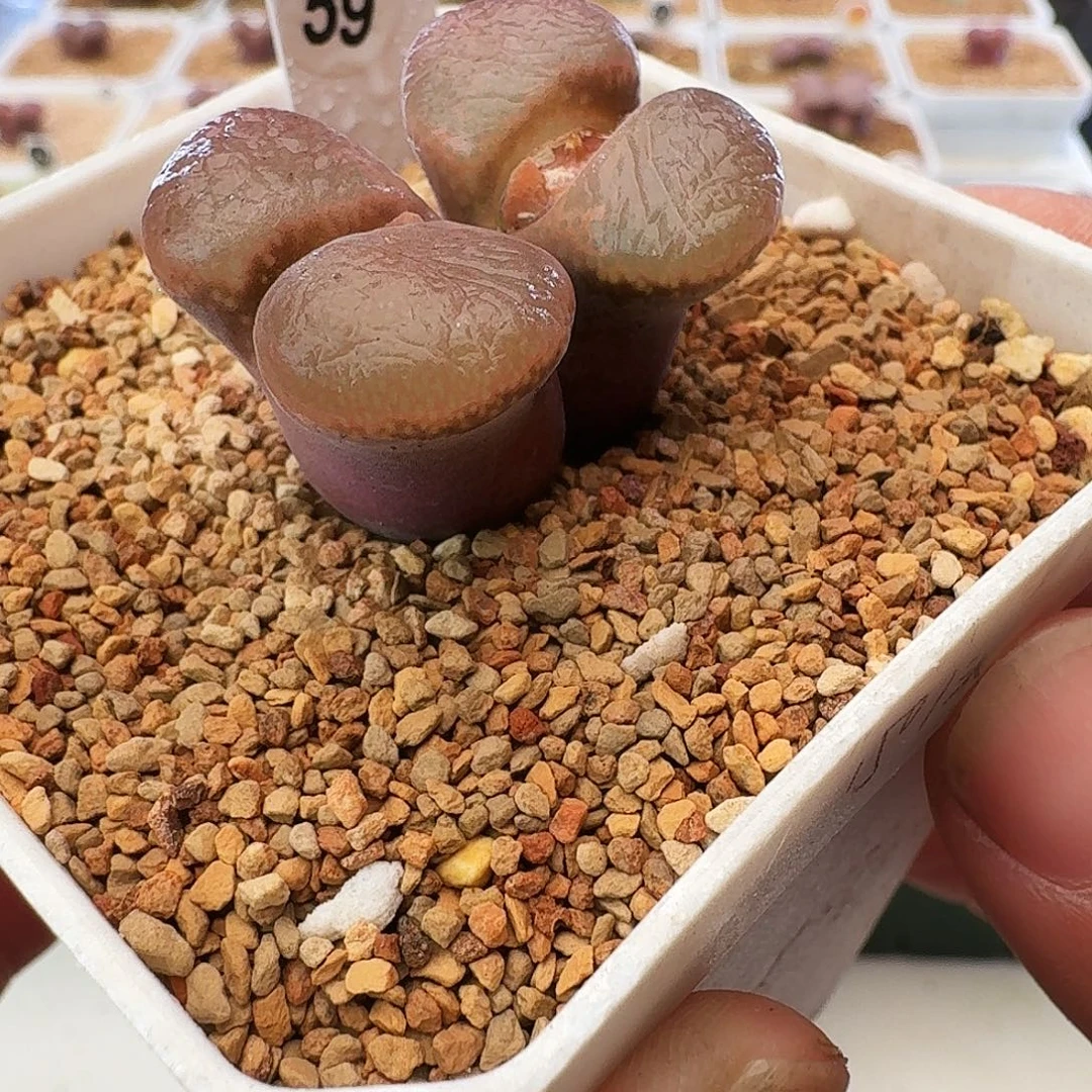 多肉植物福利肉锥59