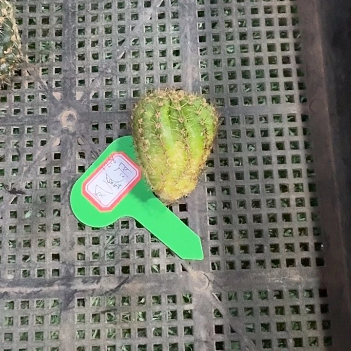 苏****凤凰羽侧牙一个，开花美