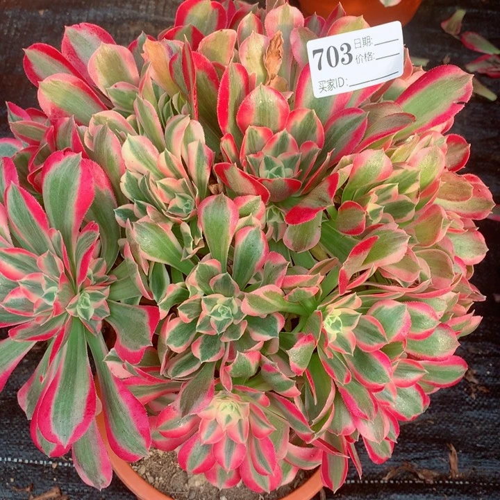 岁****?多肉植物布加迪703