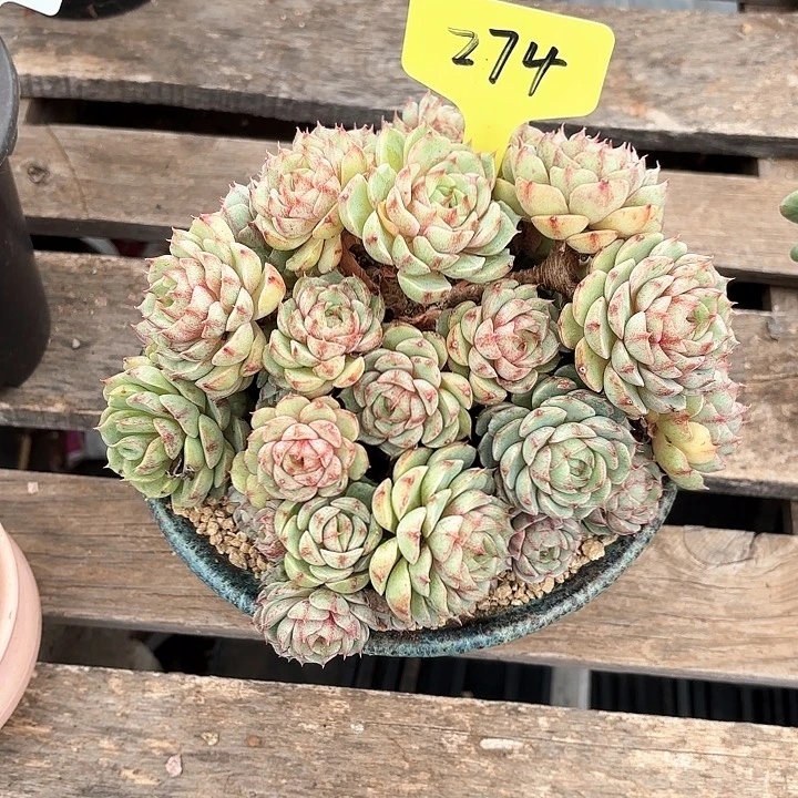 多肉植物，笨吧蒂斯274号