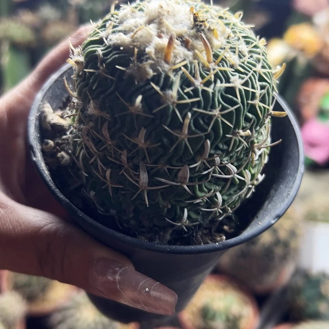 太刀岚仙人球111111111