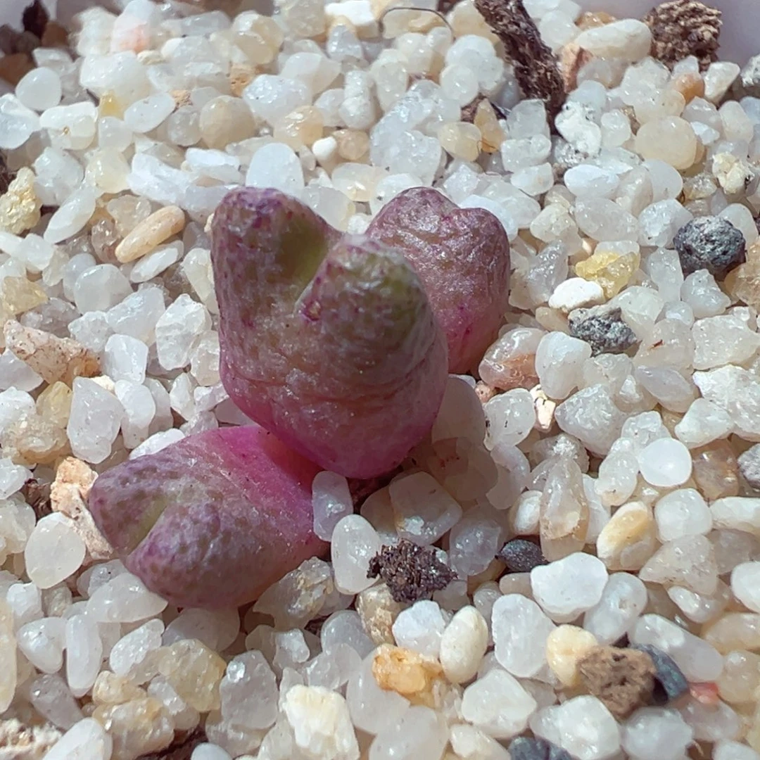 101-222多肉多日斑马955d