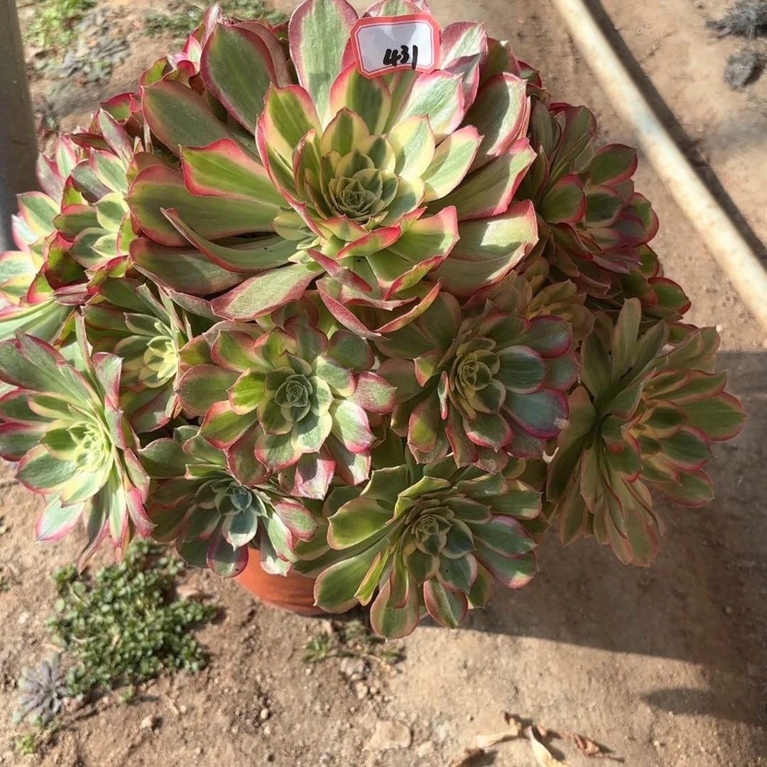 全部花朵431千玺多肉植物