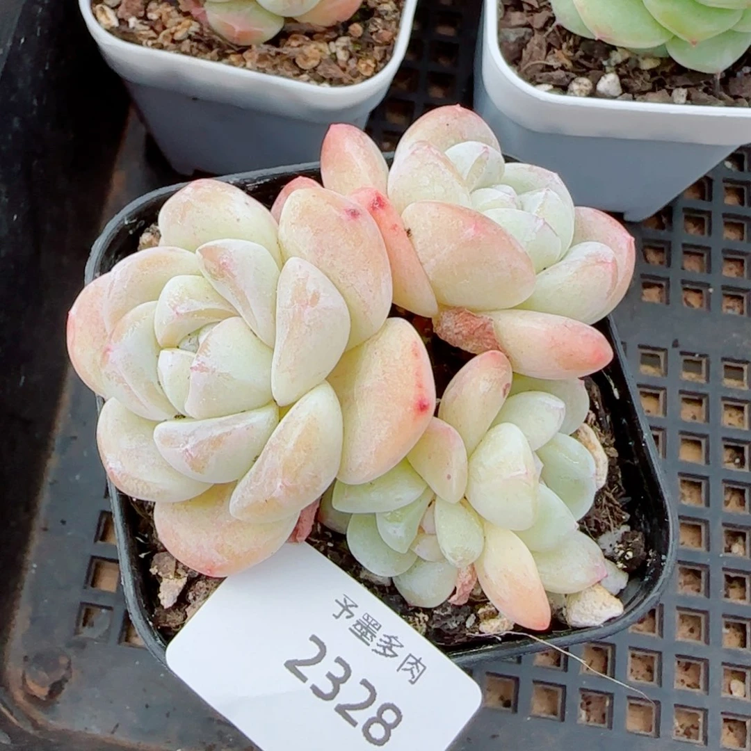 冰玉无砍，2328多肉植物