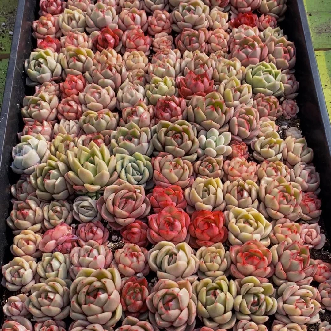 Y*463多肉植物保护研究所所长