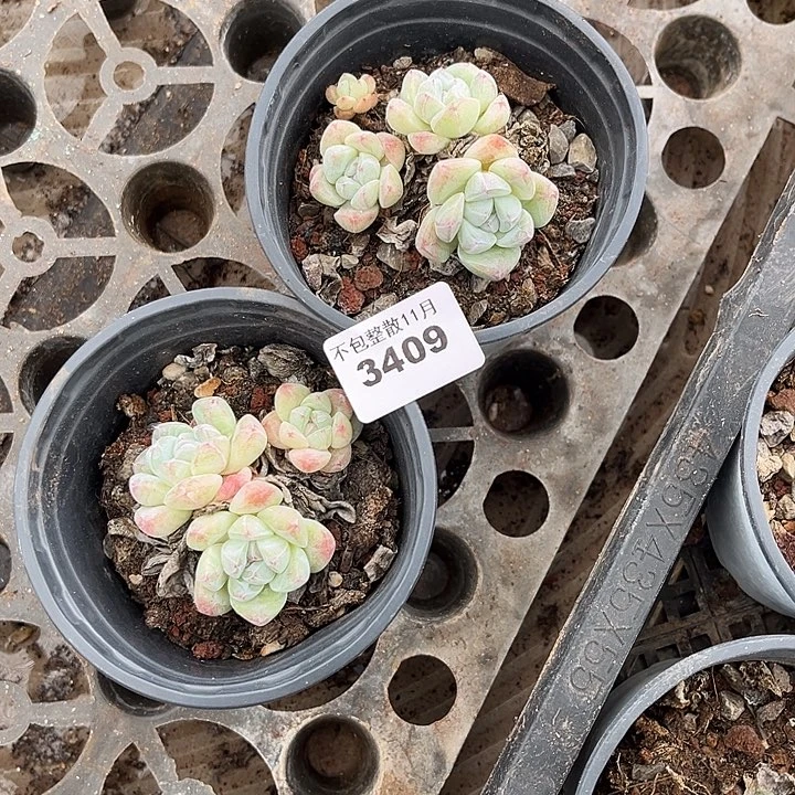 阿雅园艺。        3409两颗