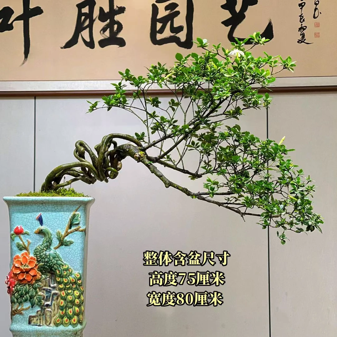 【叶胜园艺】四季榄叶栀子花盆景