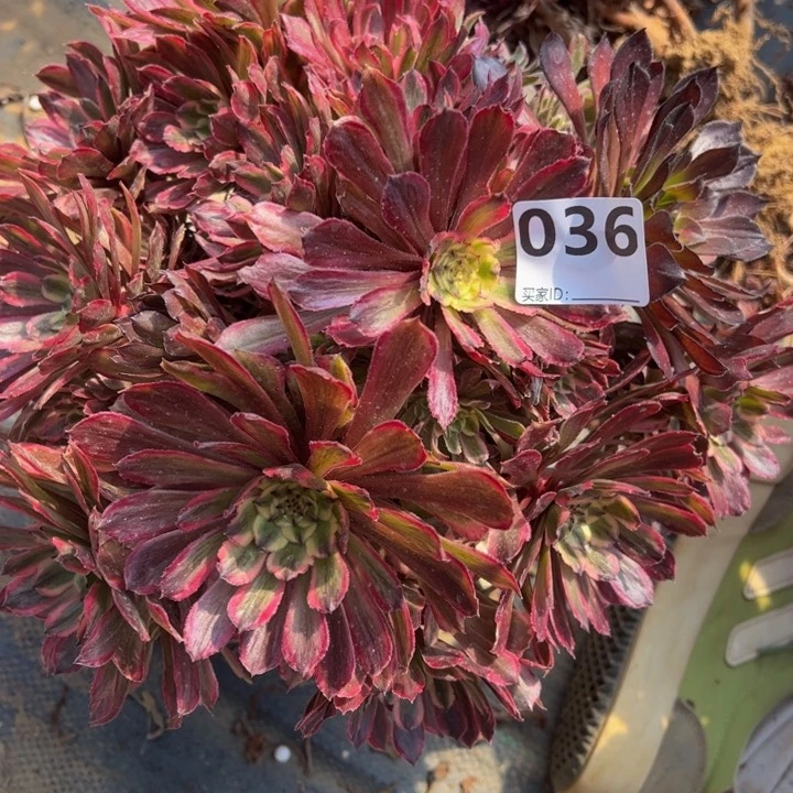 粉霞多肉植物036