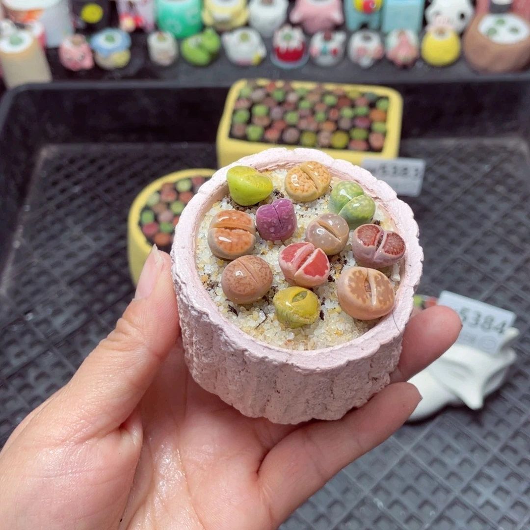 w5385 带盆土发货-零下地区拍保温箱