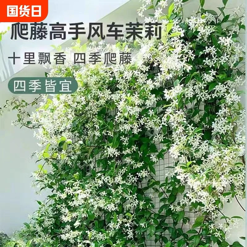 风车茉莉大苗耐阴耐寒清香阳台庭院爬藤植物四季常绿盆栽花卉花墙
