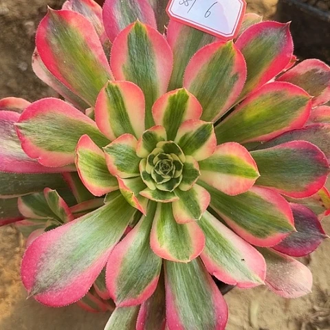 多肉植物粉女郎381