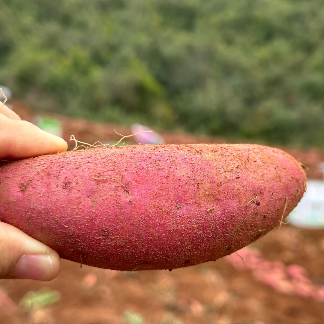 【混装】云南建水高山红薯 农家种植蜜薯自然成熟软糯香甜 新鲜现挖