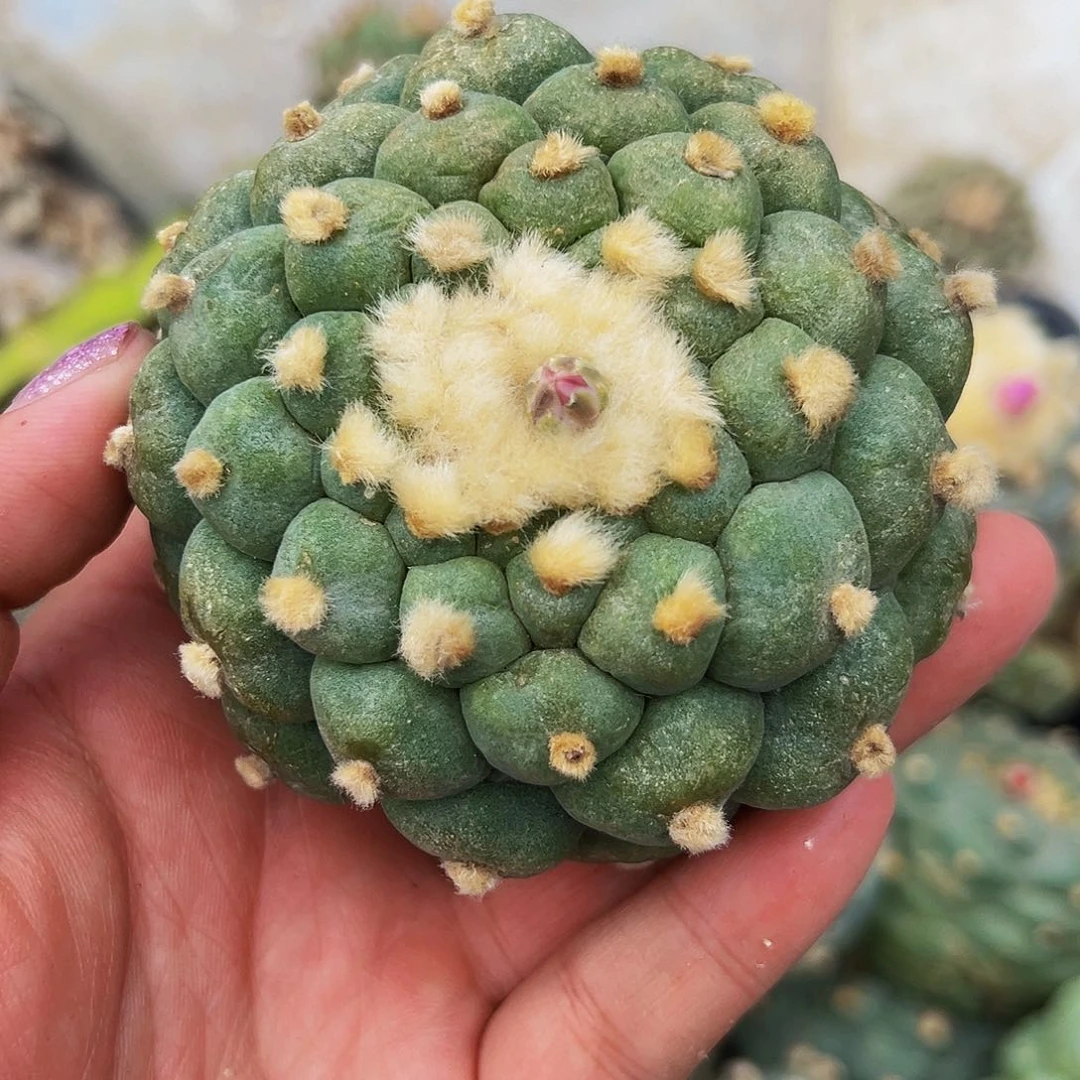 鸿*落地无根海鲜,尺寸8厘米