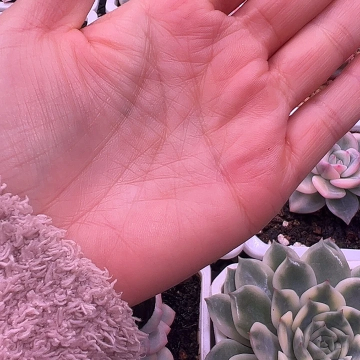 吉***意保温箱天冷拍多少植物