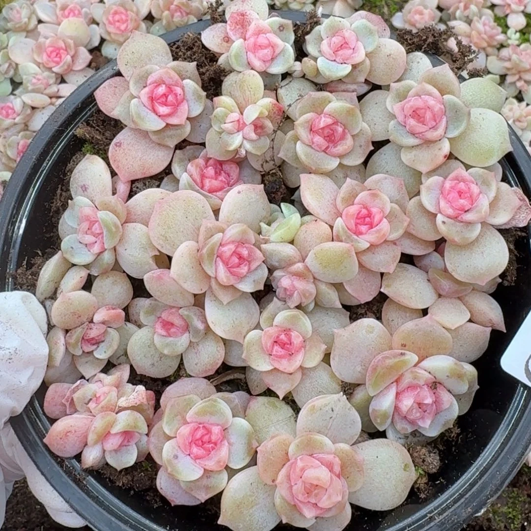 多肉植物多肉植物968