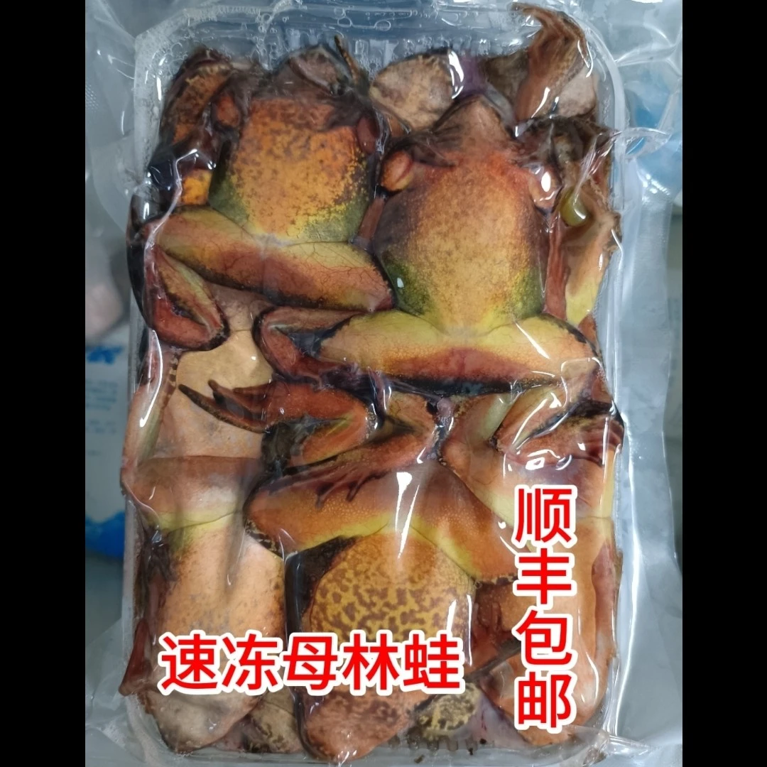 东北林蛙新鲜大母豹子长白山速冻新开河混籽黄肚直发蛤蟆满籽满油