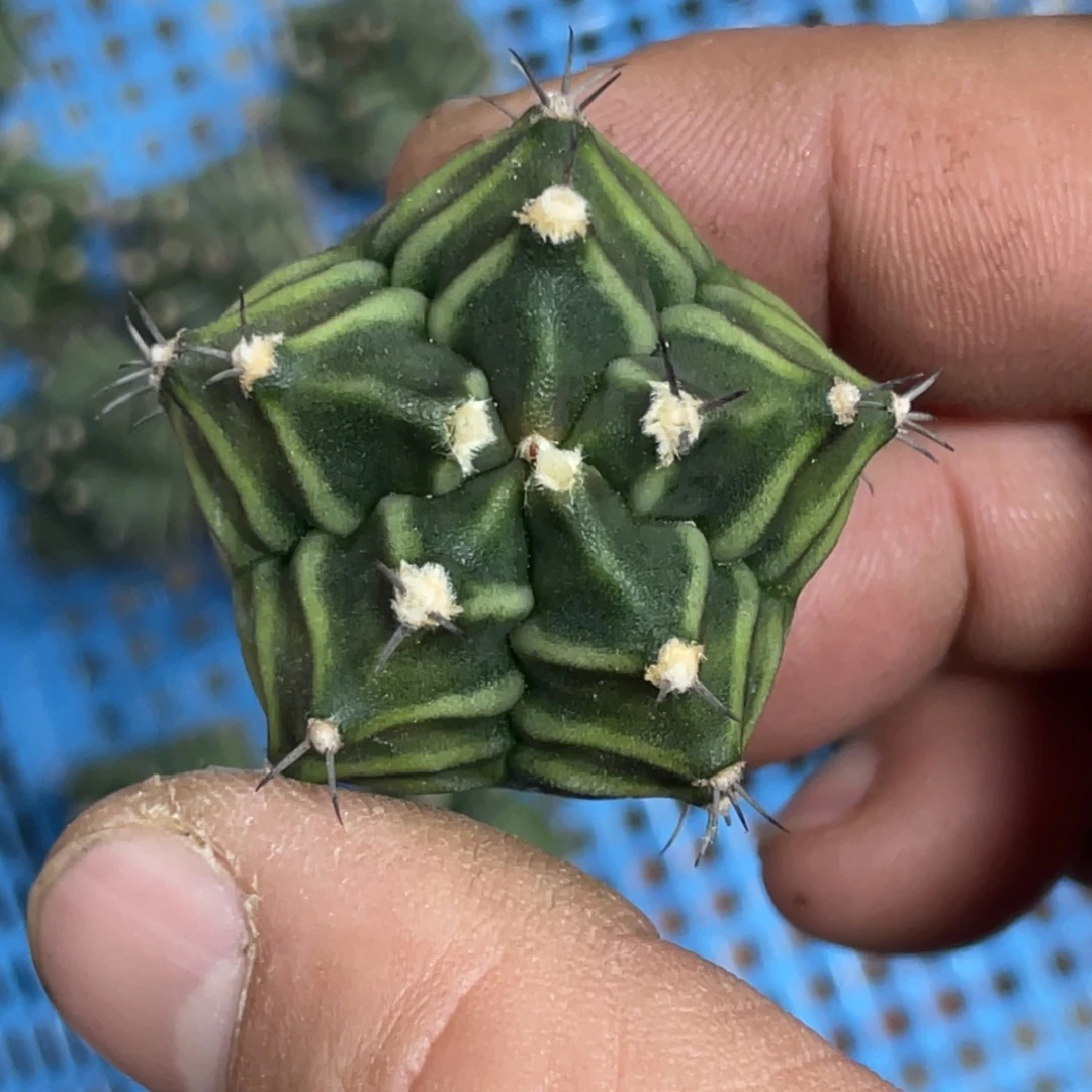 当前无花朵，栽培后可花朵五棱米哈