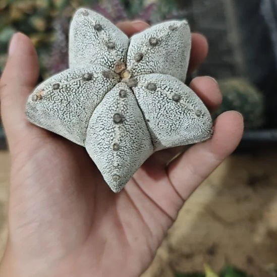 一物一拍，实生银沙鸾凤玉！