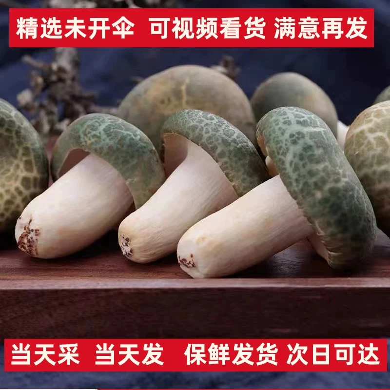 新鲜野生青头菌纯天然可发外省的食用蘑菇菌子