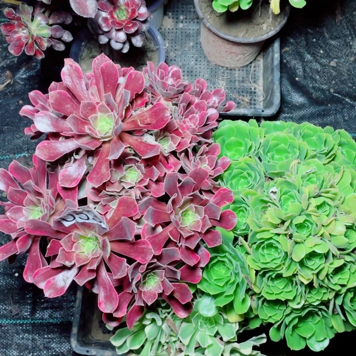 多肉植物组合053