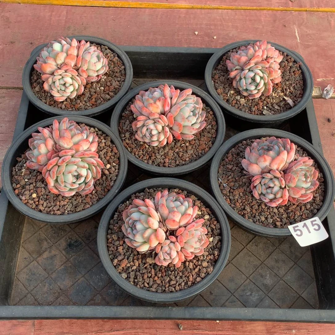 515全明星多肉植物