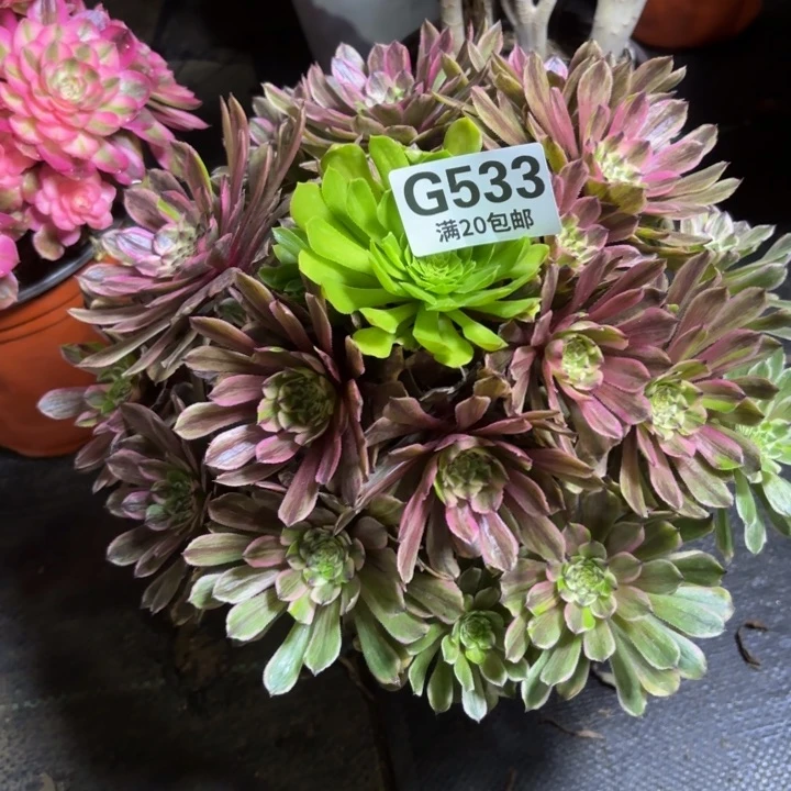 瑞妈一物一拍533