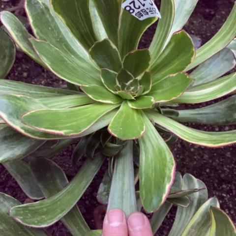 128紫雁满25包邮多肉