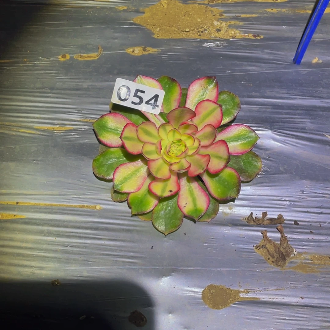 半糖多肉多肉植物054