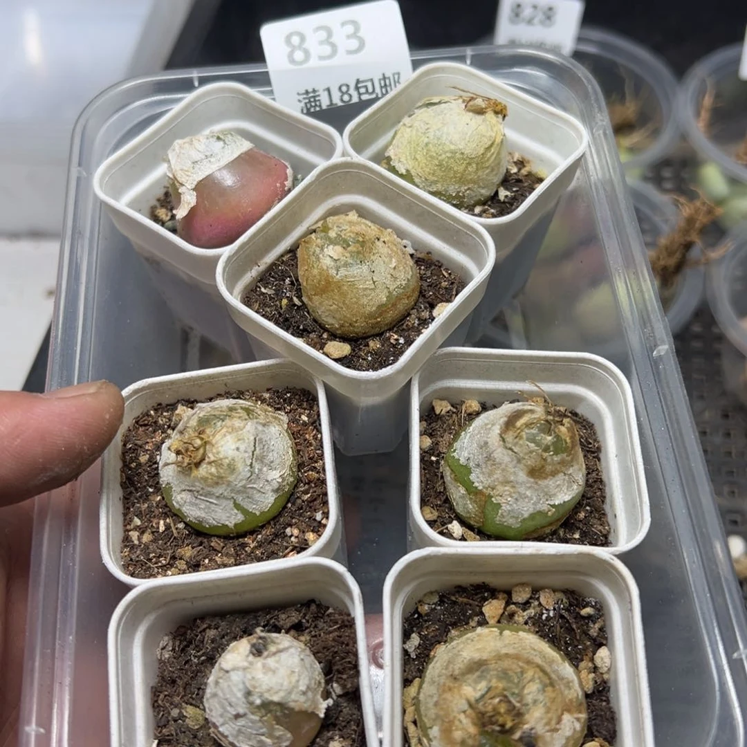 【闪购商品】 833。  伤残无售后