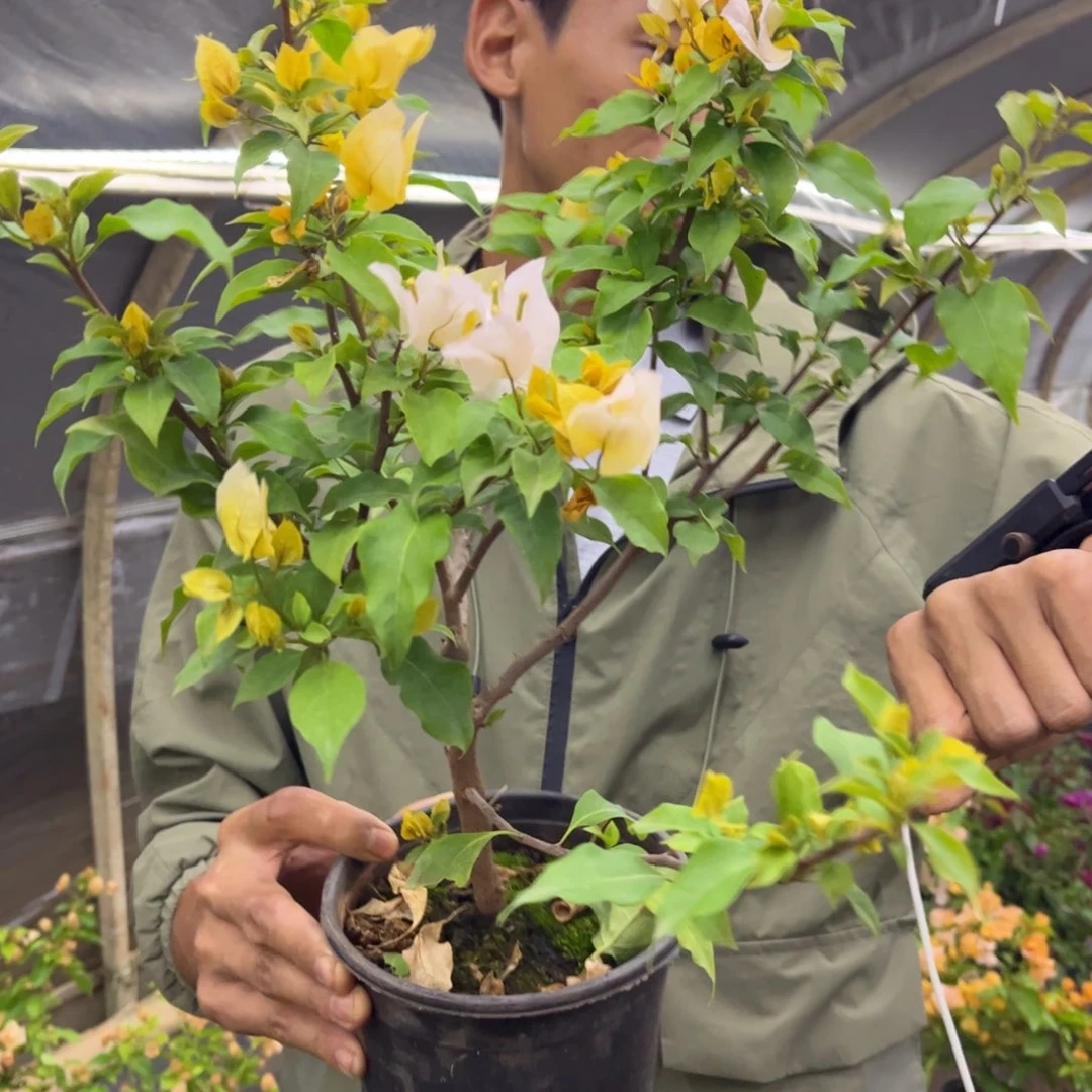 完全开放（月朦胧）三角梅会落花落叶会光杆苗有大有小