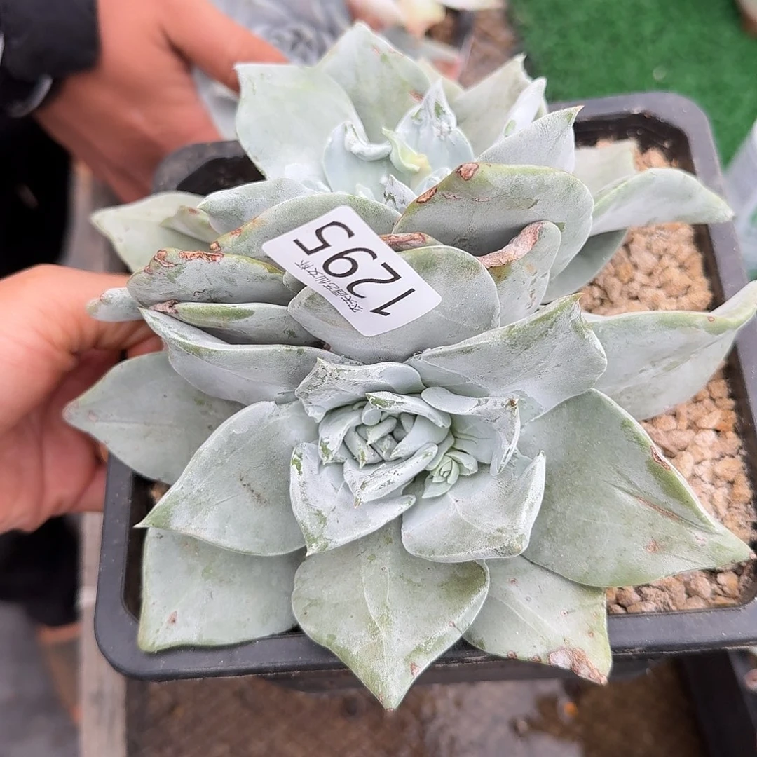 3代杂交仙女杯多肉