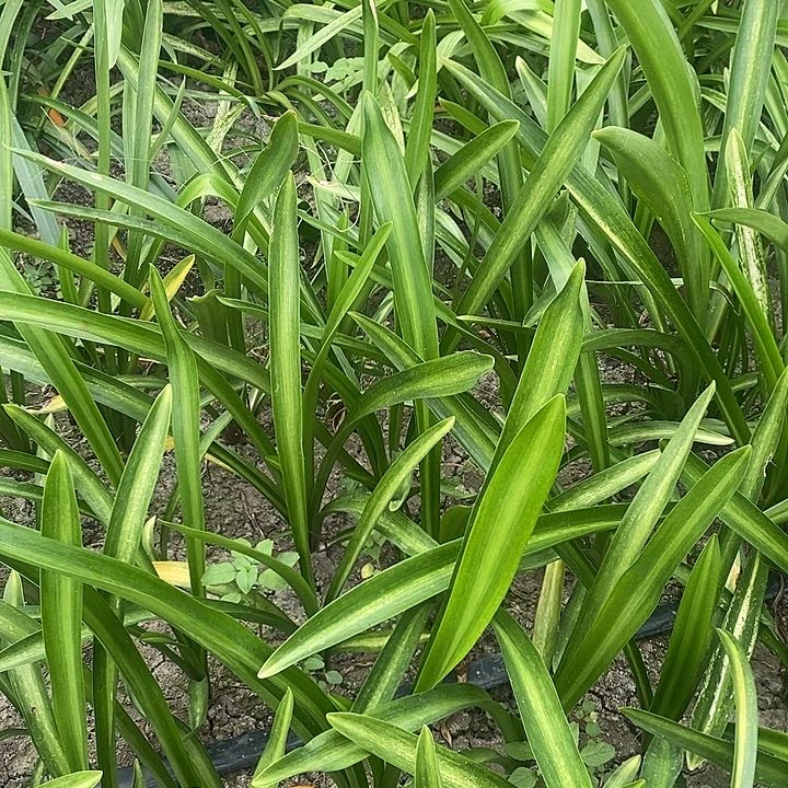 贵妇朱顶红4-5厘米