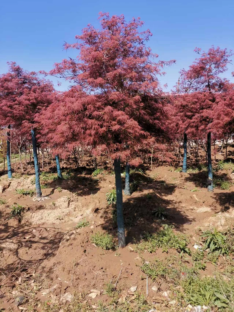 原生四季红 羽毛枫 中国红枫 日本红枫 庭院风景树地栽耐寒