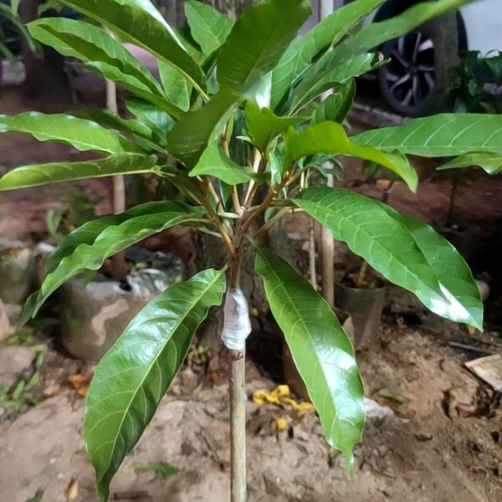 蓝***鲜当前无花栽培后可以开花国际版