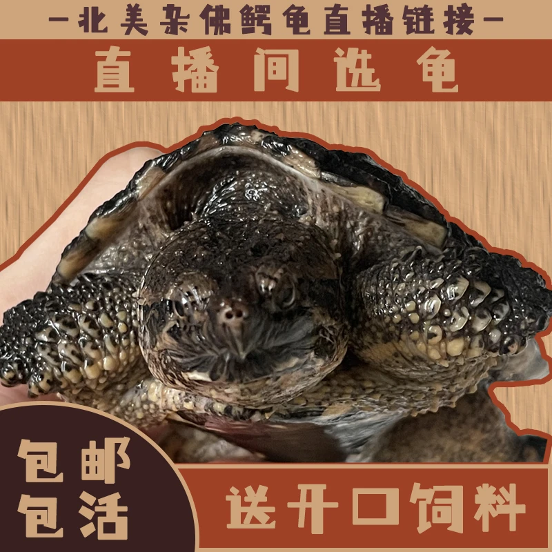 【直播链接】北美杂佛拟鳄龟观赏宠物龟“私拍发饲料”