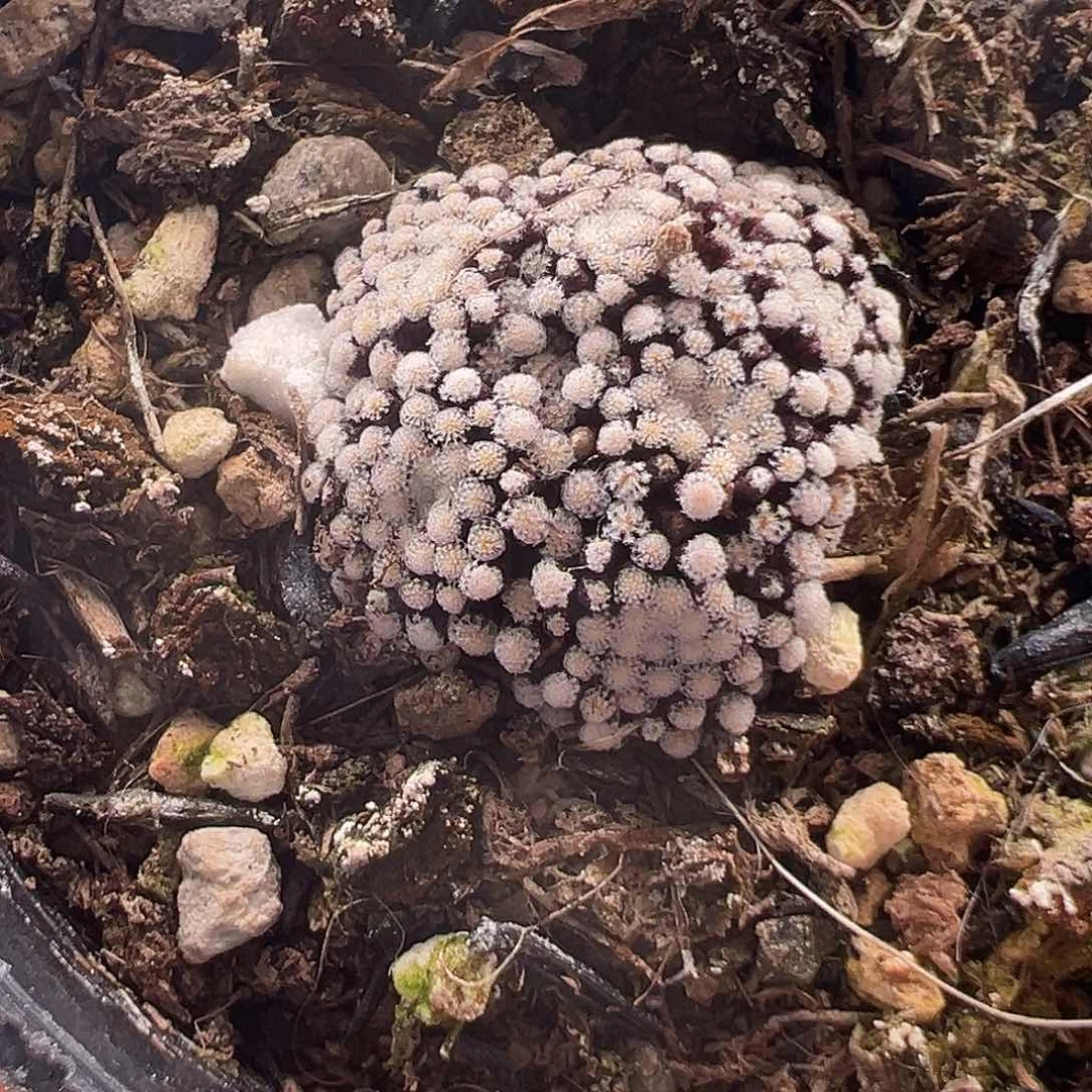 48号松针牡丹1.4多肉