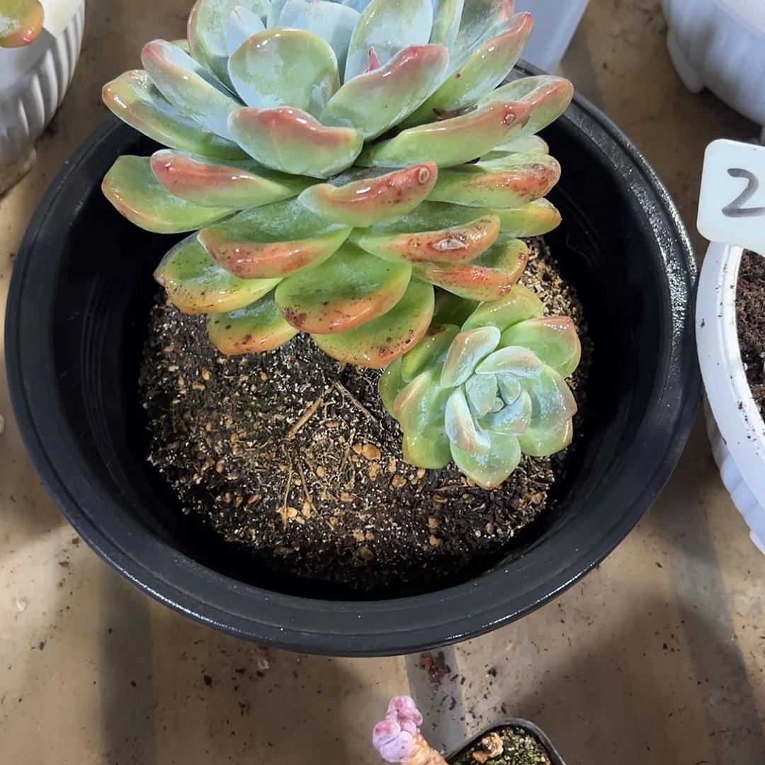 冰玉老桩多肉植物