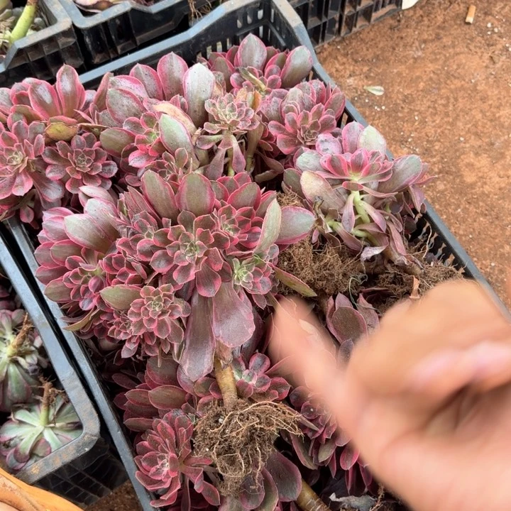 女妖手捧花啊啊啊