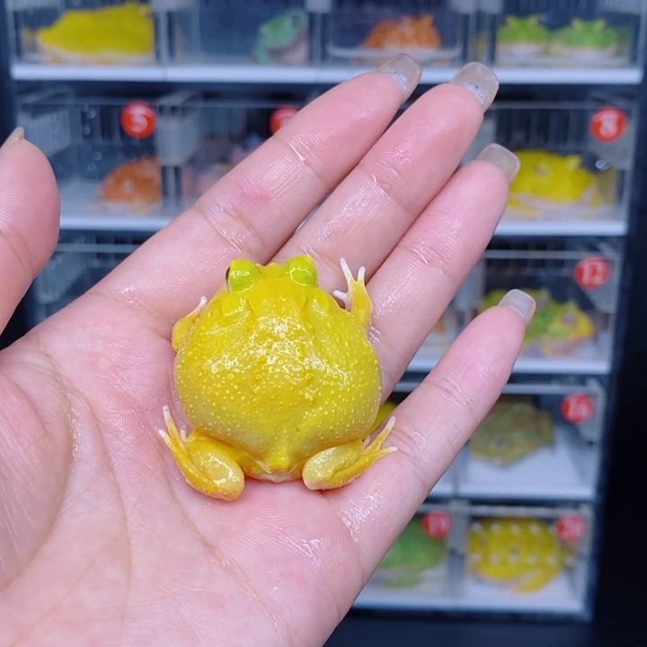 角蛙恭喜发财大吉大利