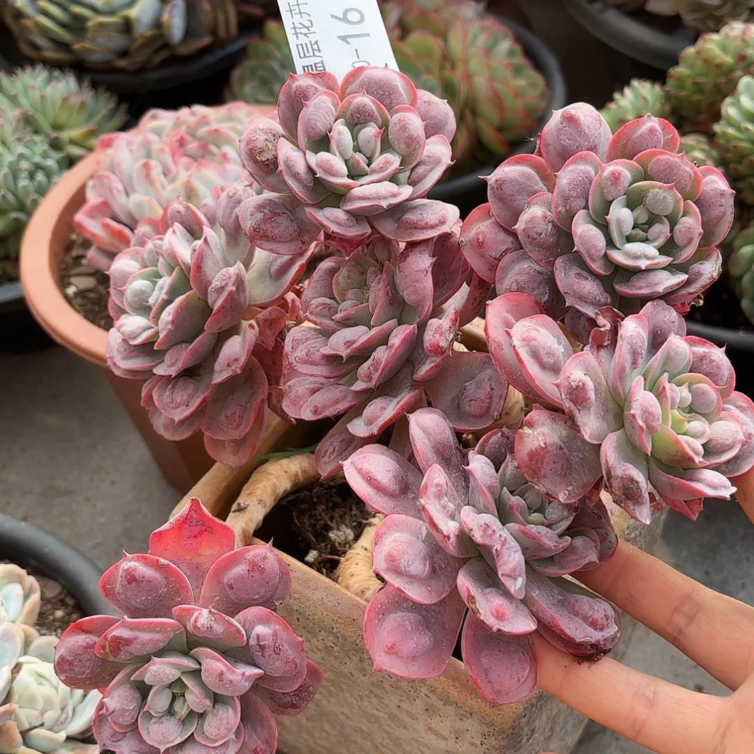 同温层多肉雨滴16