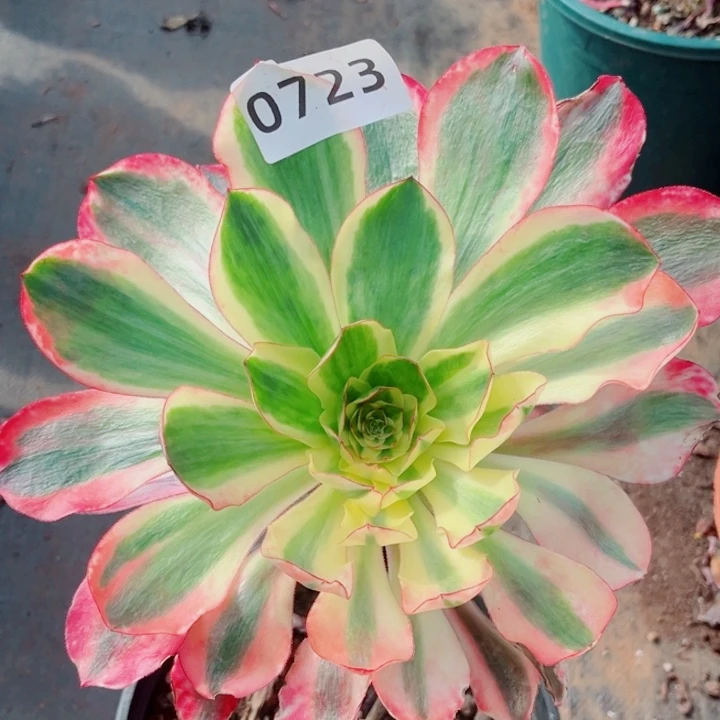 红魔女特价多肉发货