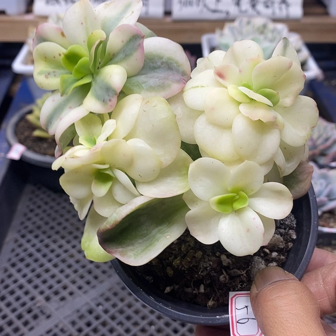 1556 红梅覆轮锦群有砍