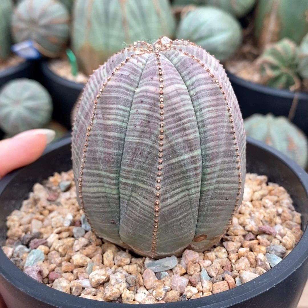 4欧系实生布纹球一物一拍