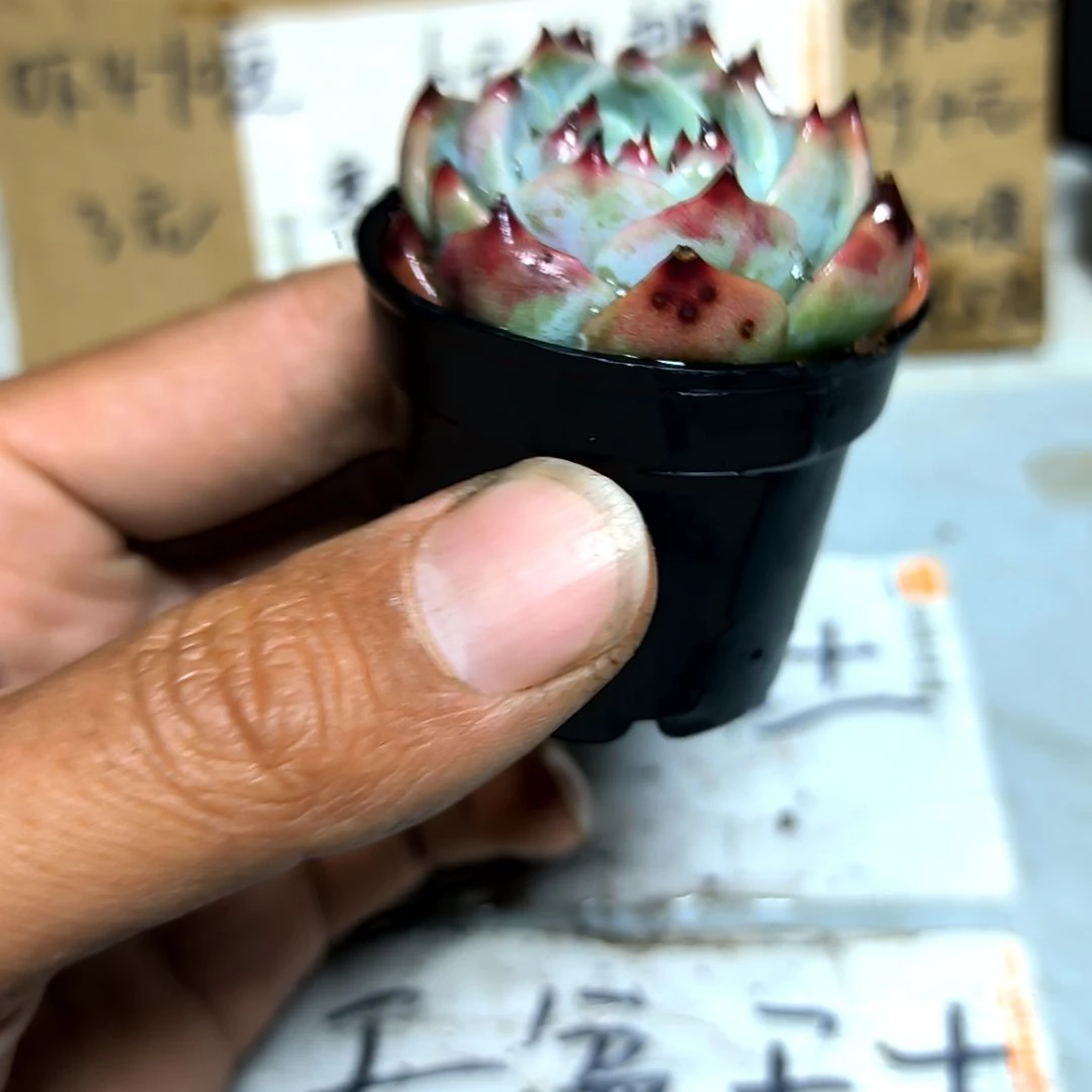 满6元包邮，吉娃娃包子